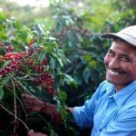 Guatemala coffee