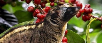 Musang-animal-its-features-species-lifestyle-and-habitat-2