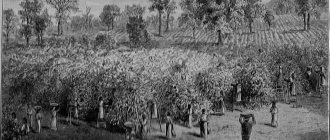 coffee plantation ancient photo