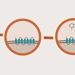 Структура аденозина и механизм его действия