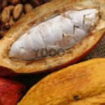 Свежие и обработанный какао-бобы на столе