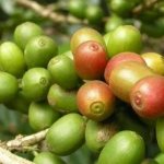 ягоды зеленого кофе
